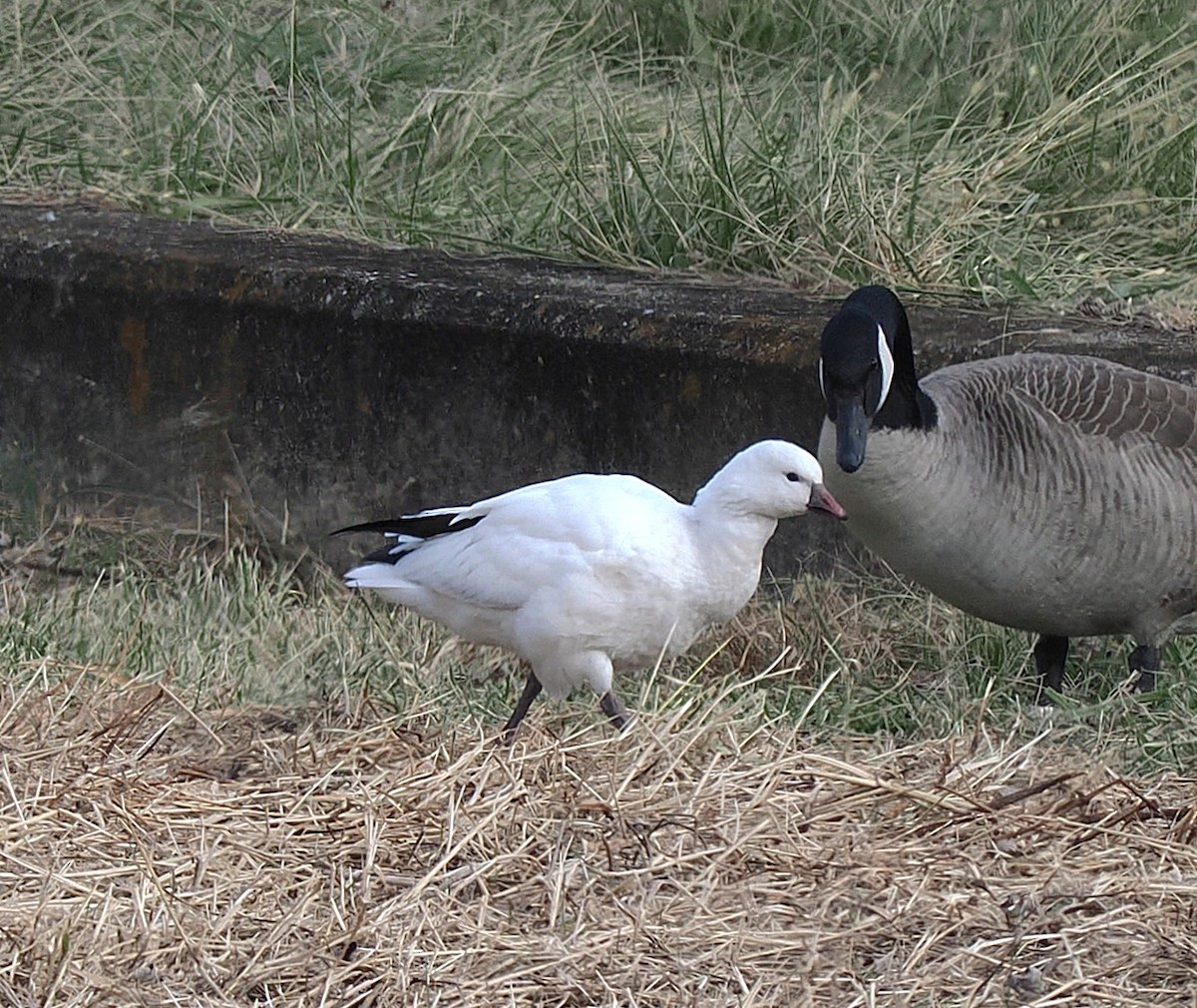 Ross's Goose - ML646596466