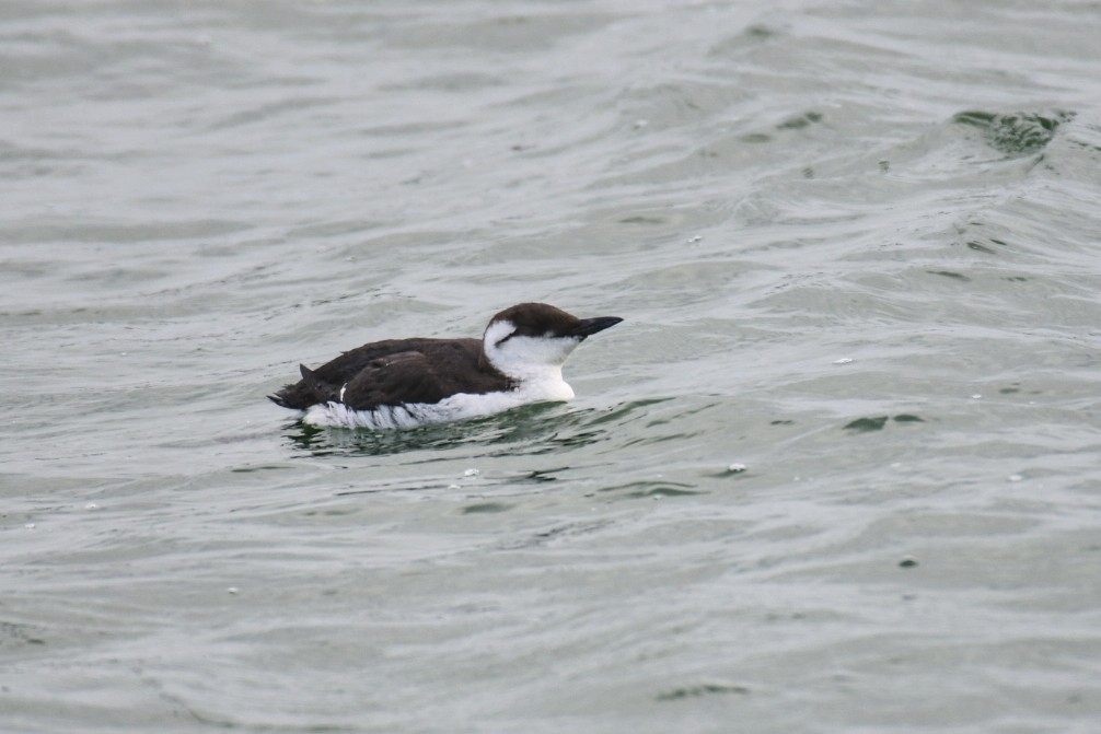 Common Murre - ML646596469