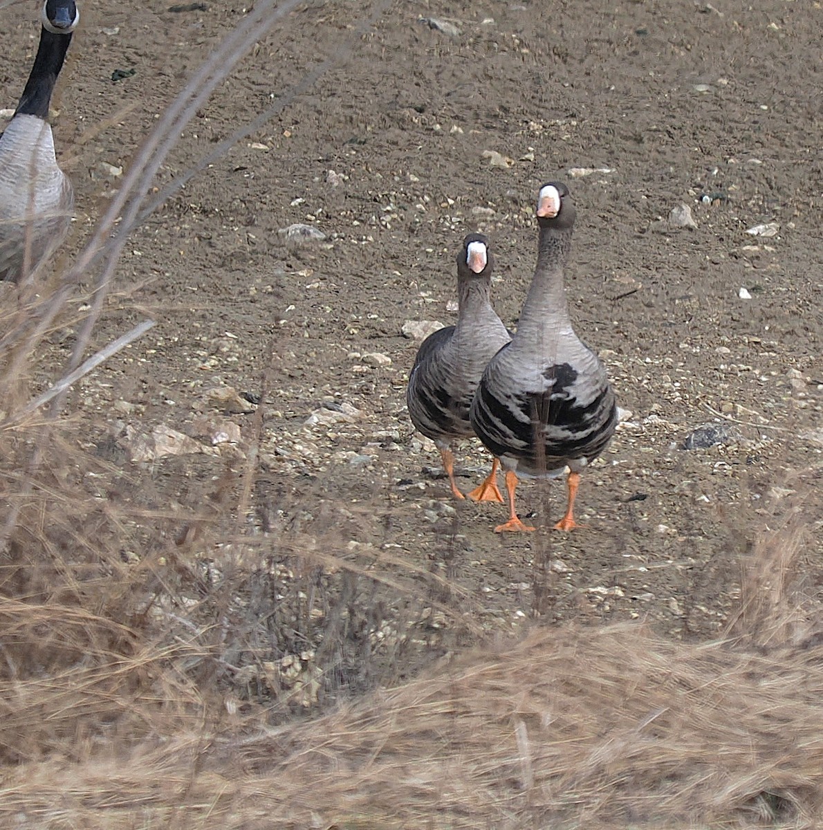 Greater White-fronted Goose - ML646596470