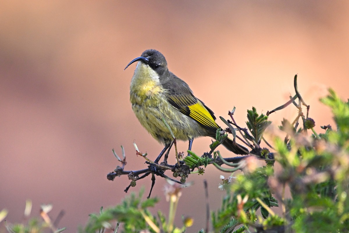 strdimil zlatokřídlý - ML646596472