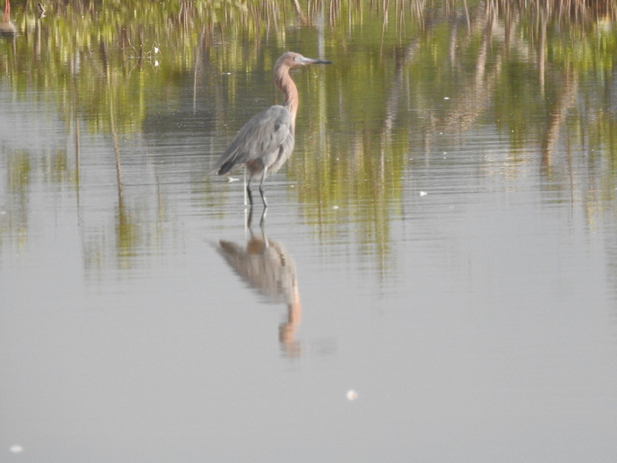 Reddish Egret - ML646596475