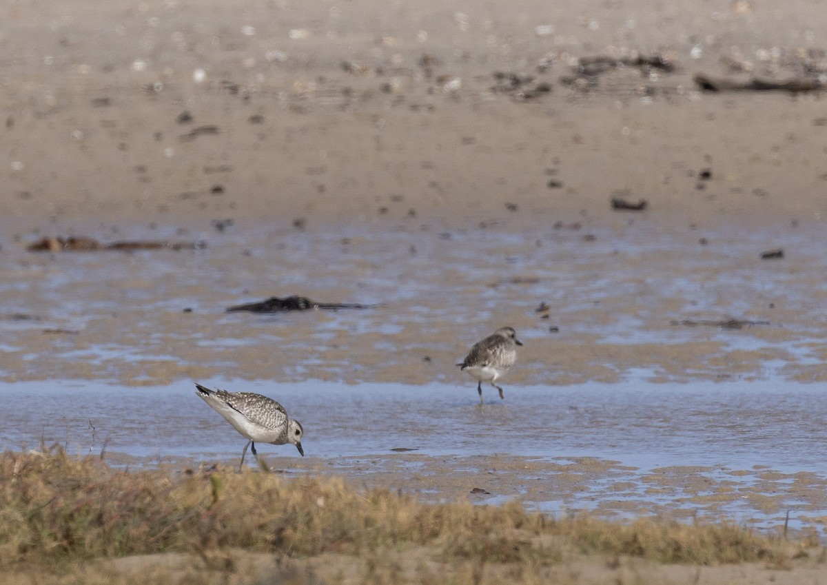 Black-bellied Plover - ML646596477
