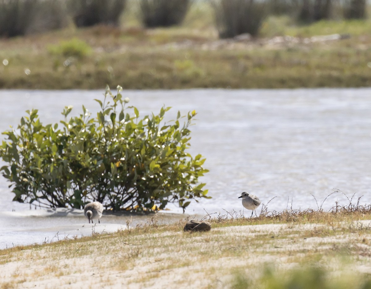 Black-bellied Plover - ML646596478