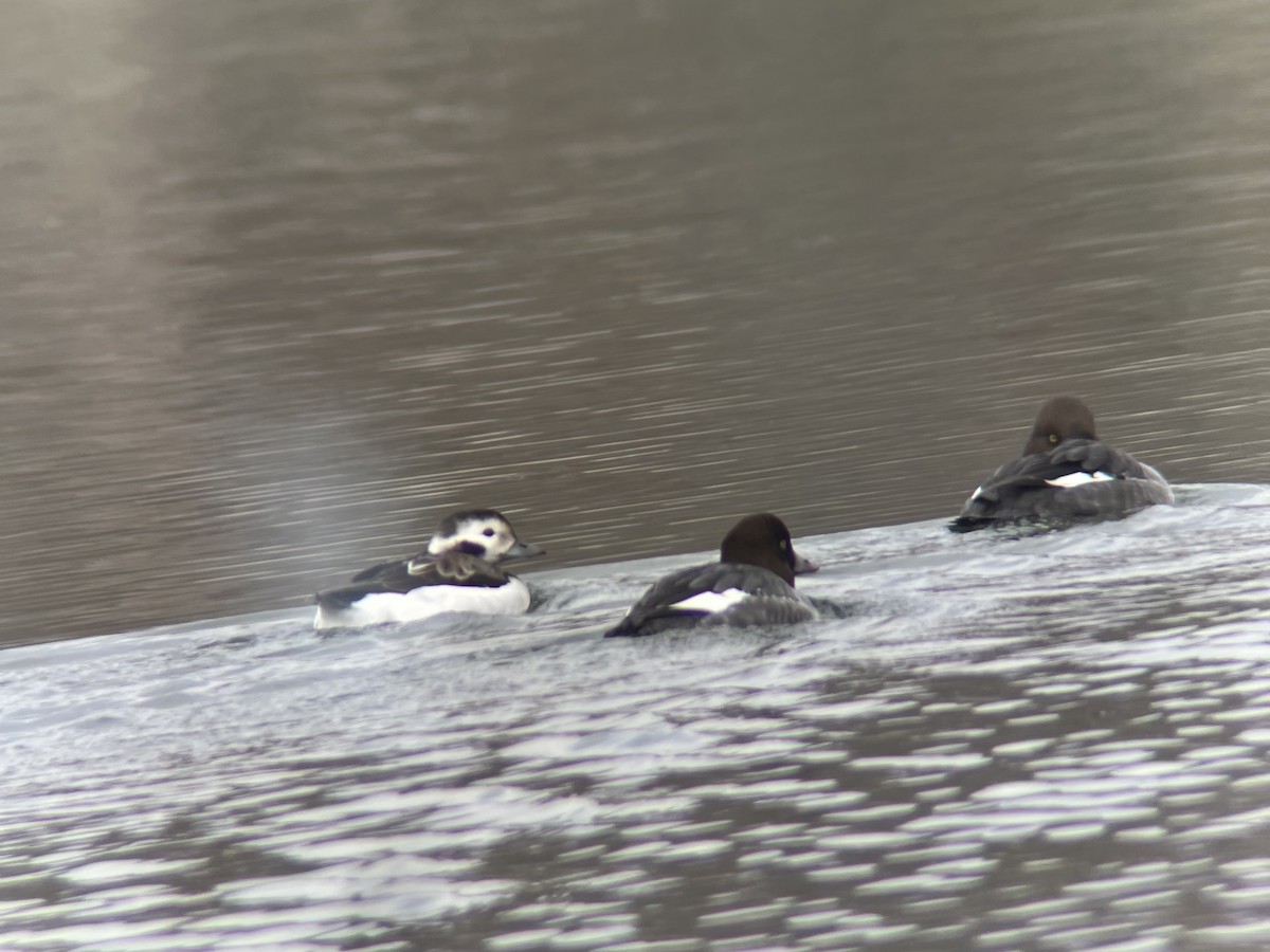 Мөнгөлөг шунгаахай - ML646596479