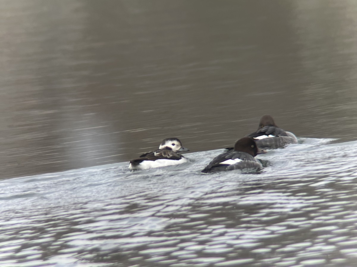 Мөнгөлөг шунгаахай - ML646596480