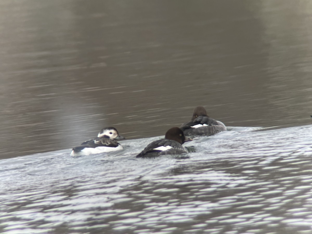 Мөнгөлөг шунгаахай - ML646596481