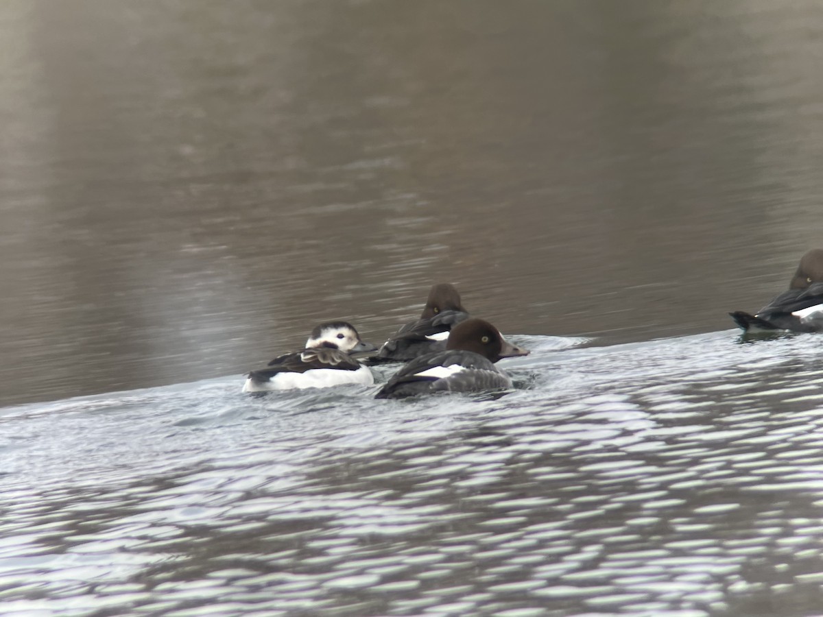 Мөнгөлөг шунгаахай - ML646596482