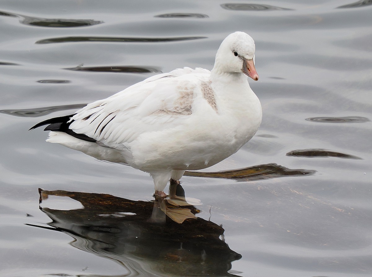 Ross's Goose - ML646596485