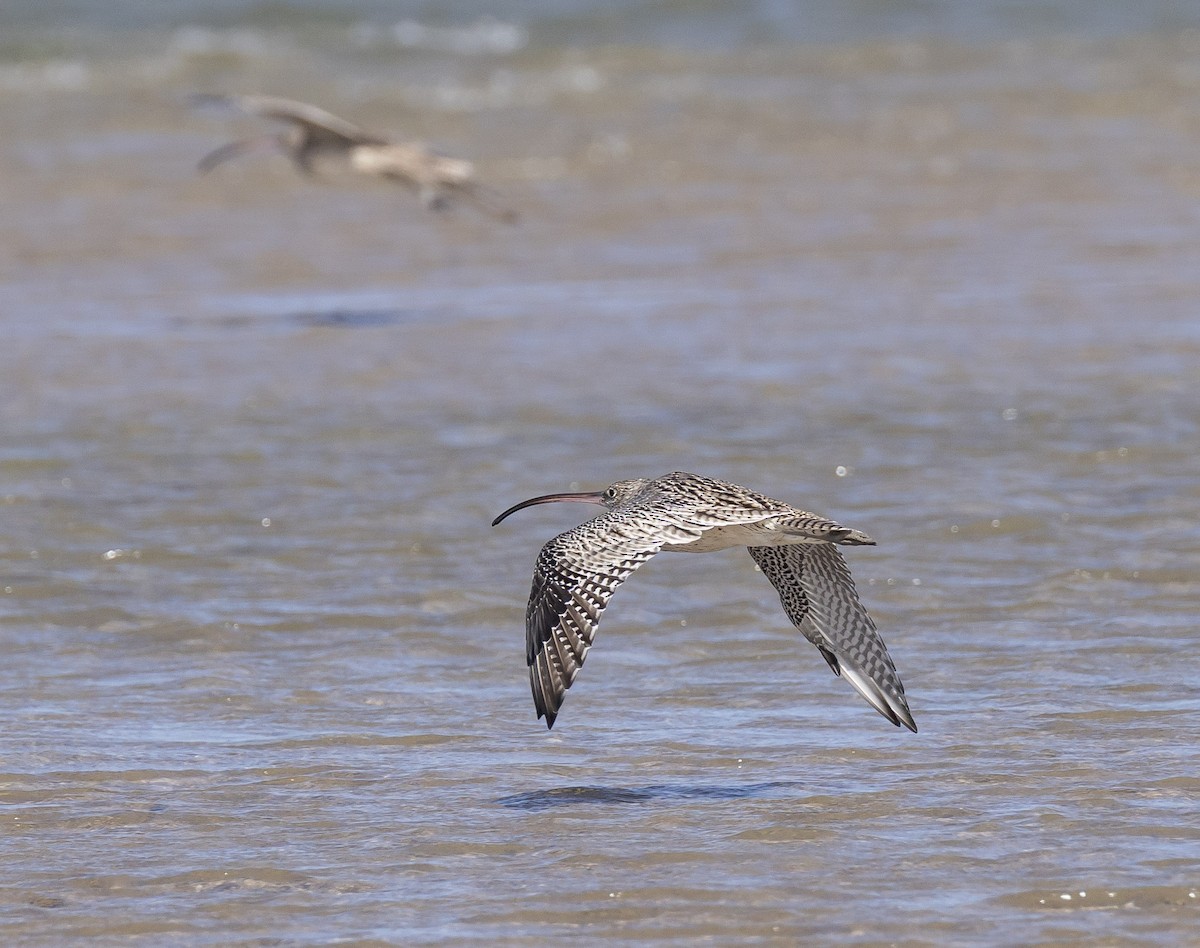 Far Eastern Curlew - ML646596486