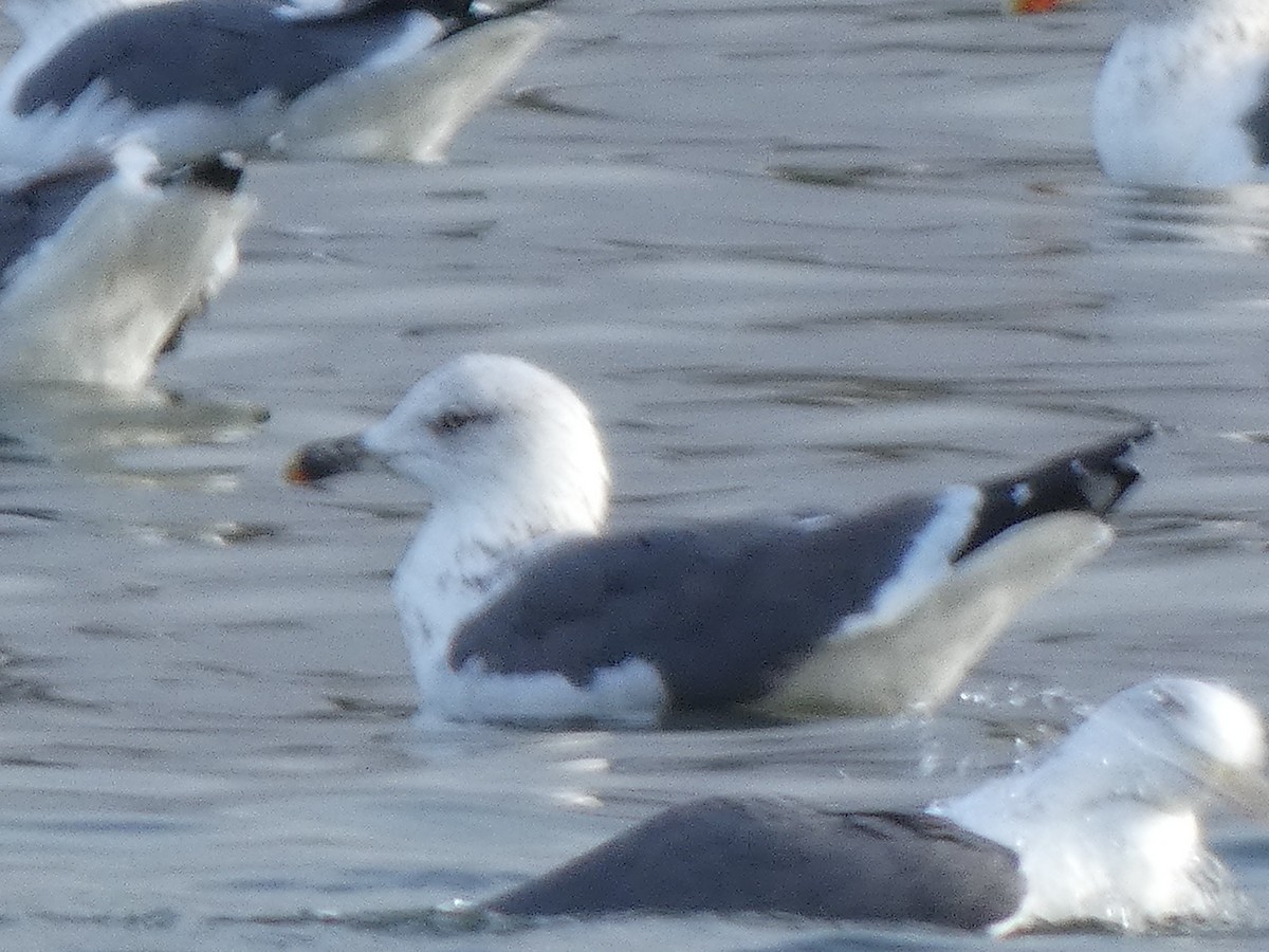 Мартин чорнокрилий - ML646596489