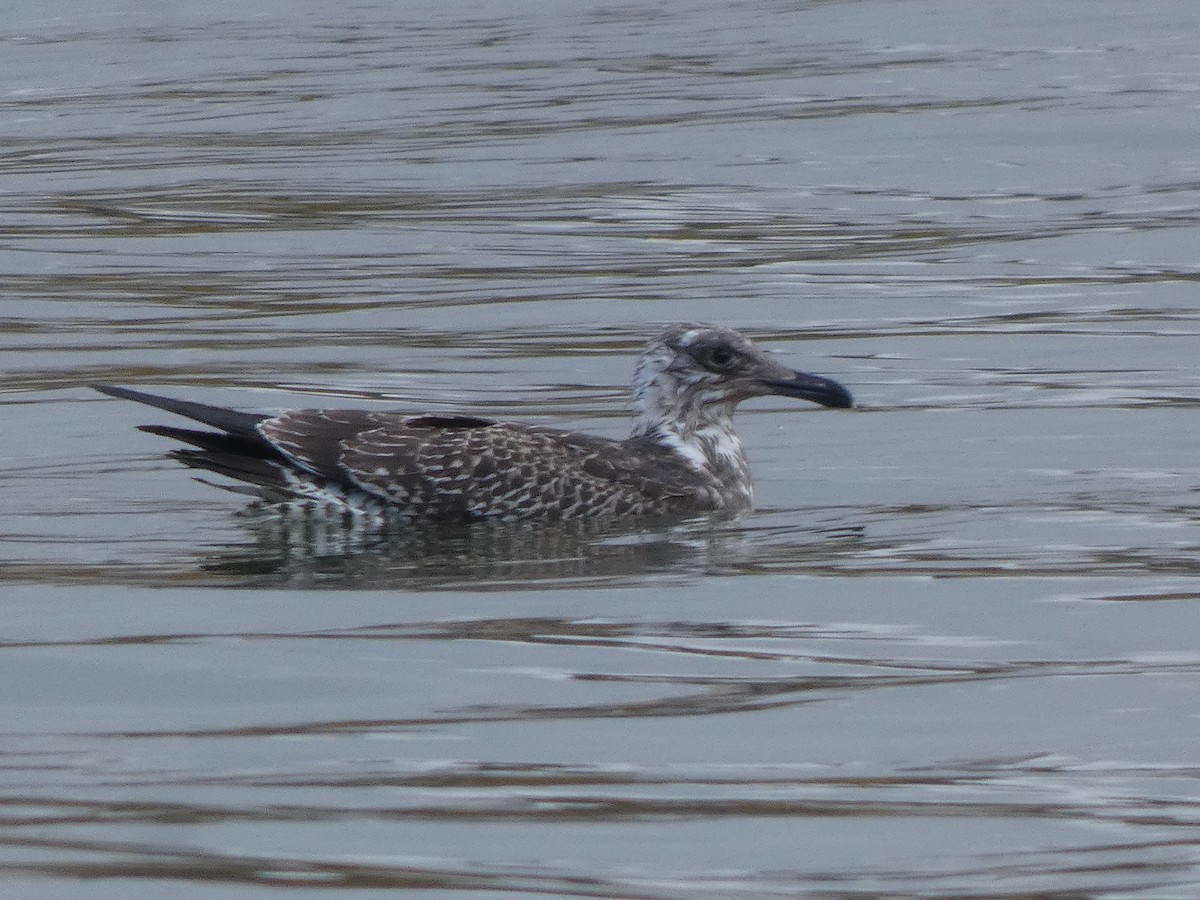 Мартин чорнокрилий - ML646596490