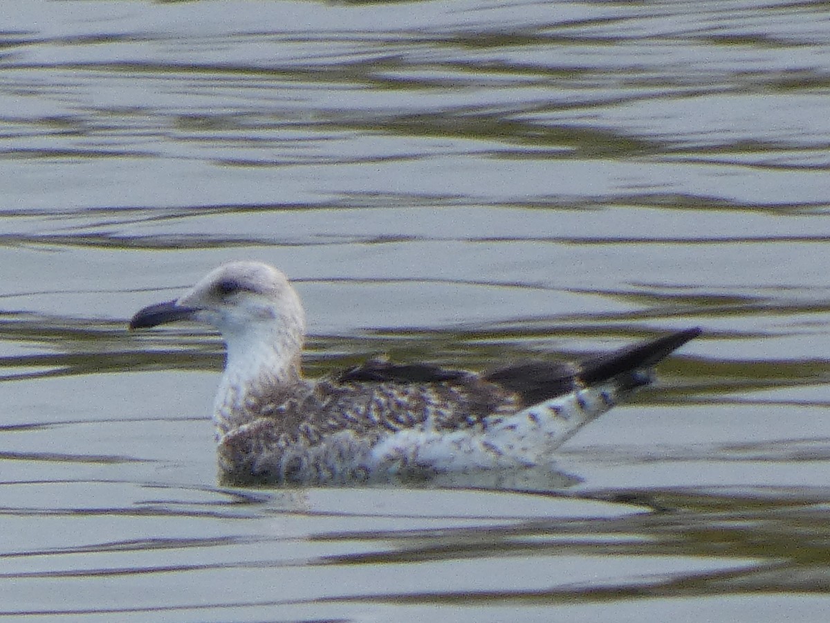 Мартин чорнокрилий - ML646596491