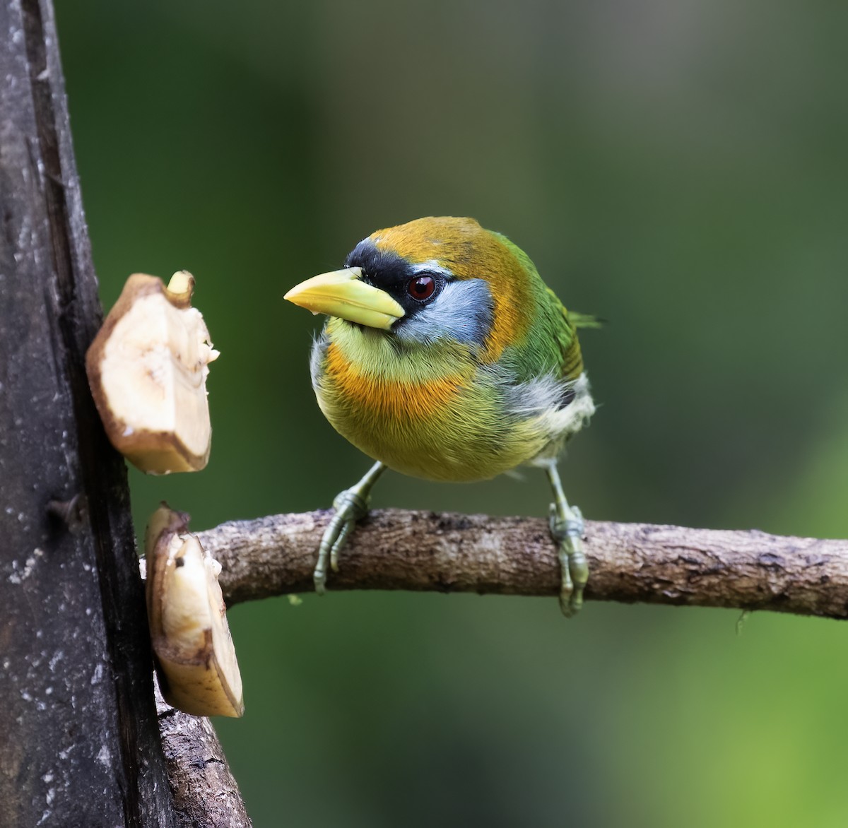 Red-headed Barbet - ML646596493
