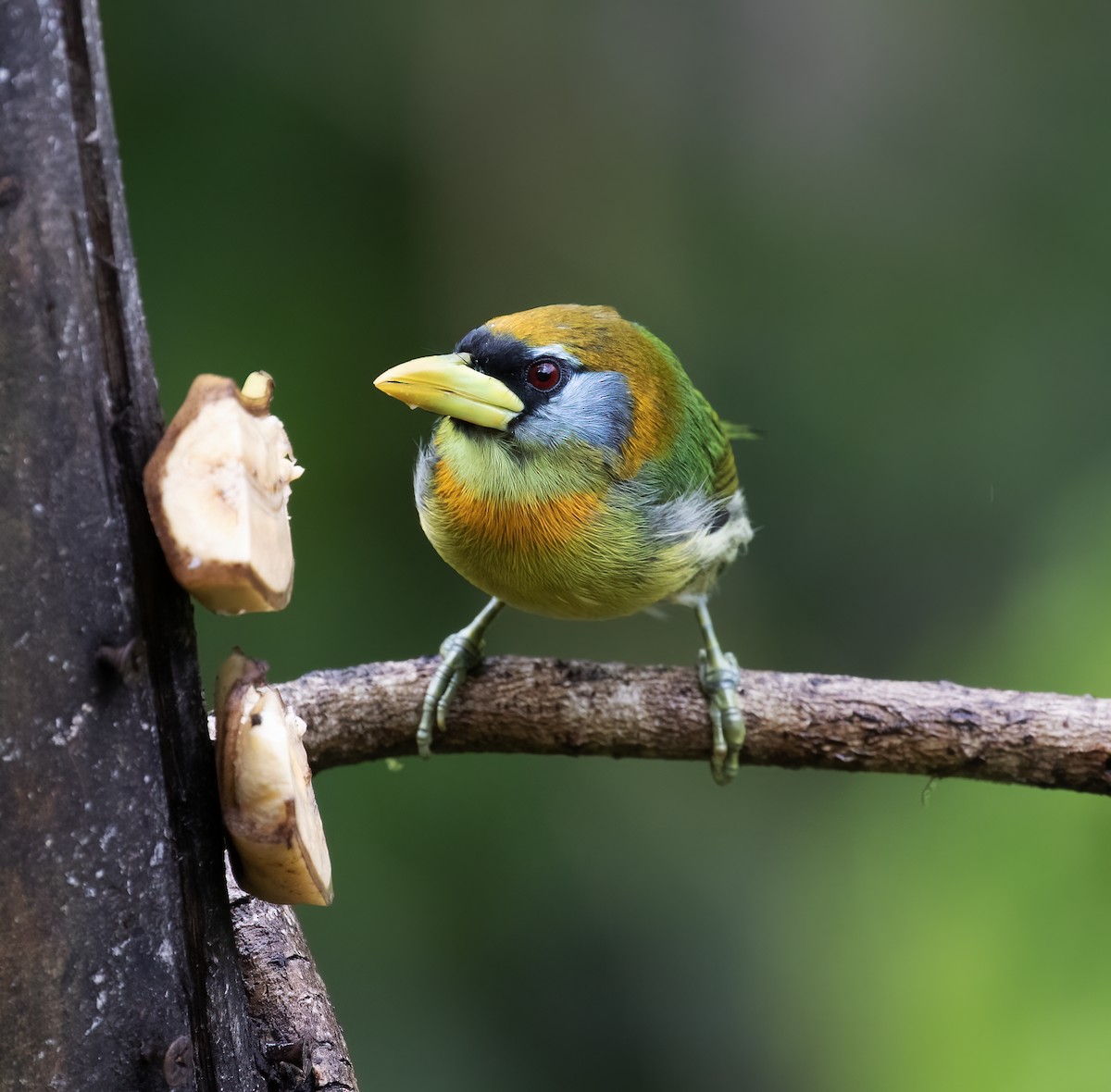 Red-headed Barbet - ML646596494