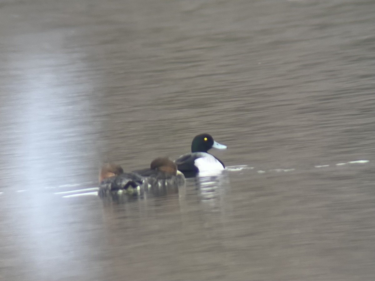 Морская чернеть - ML646596495