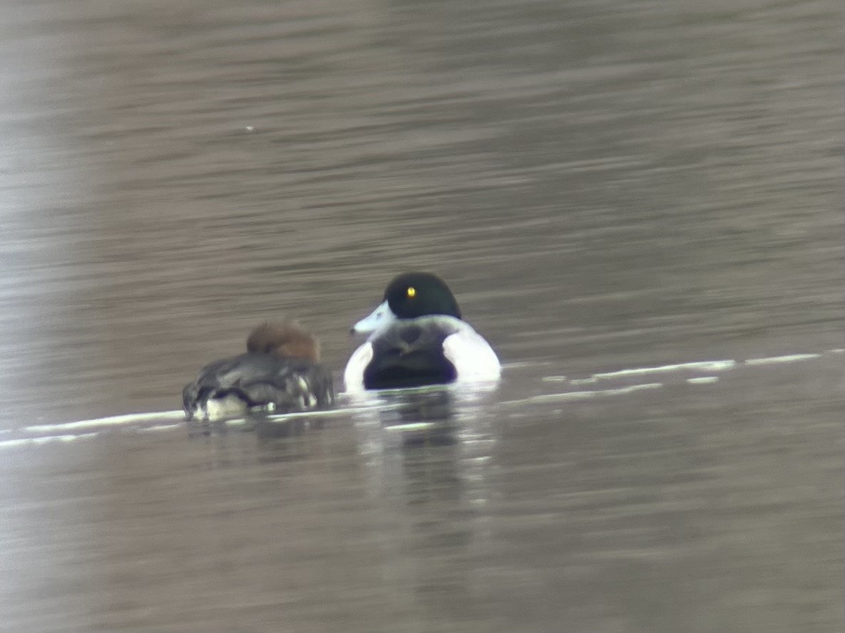 Морская чернеть - ML646596496