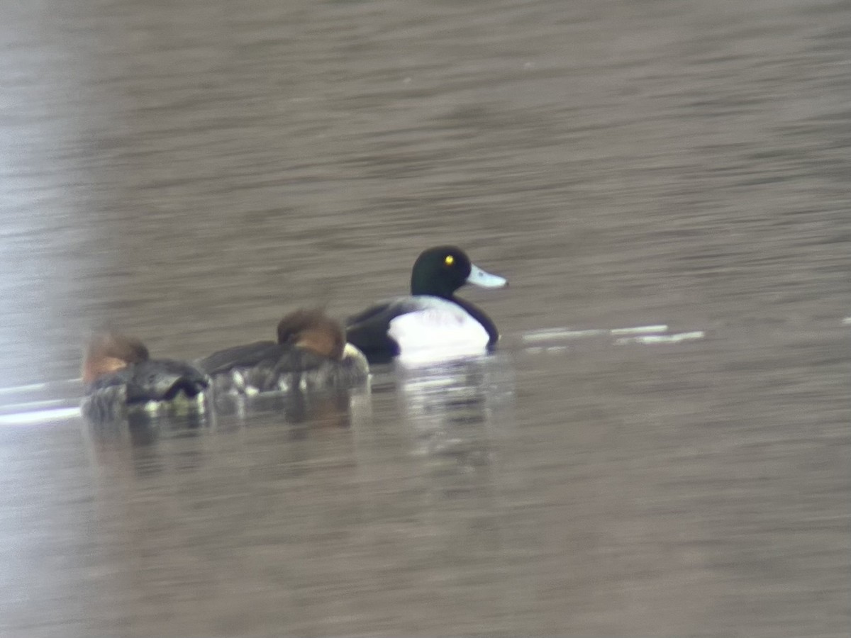 Морская чернеть - ML646596497