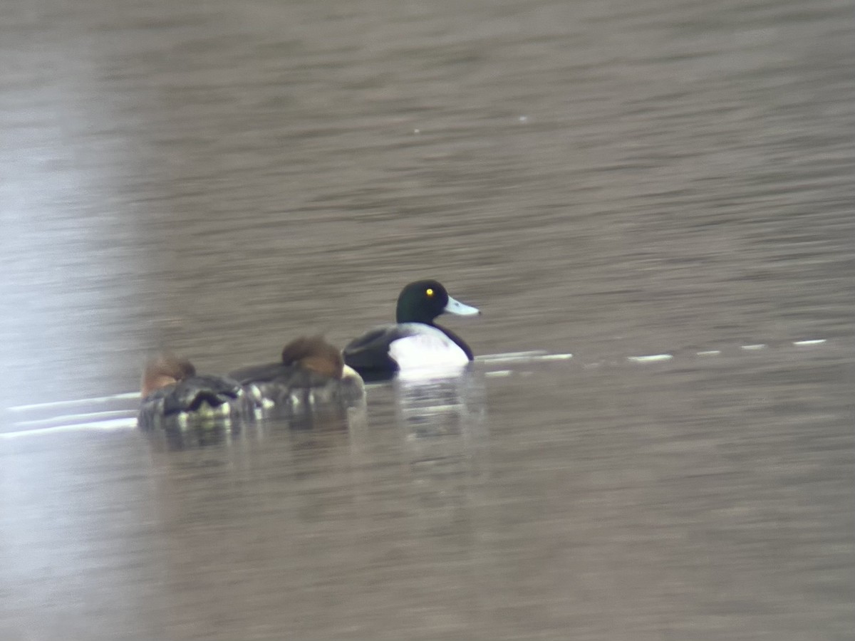 Морская чернеть - ML646596498