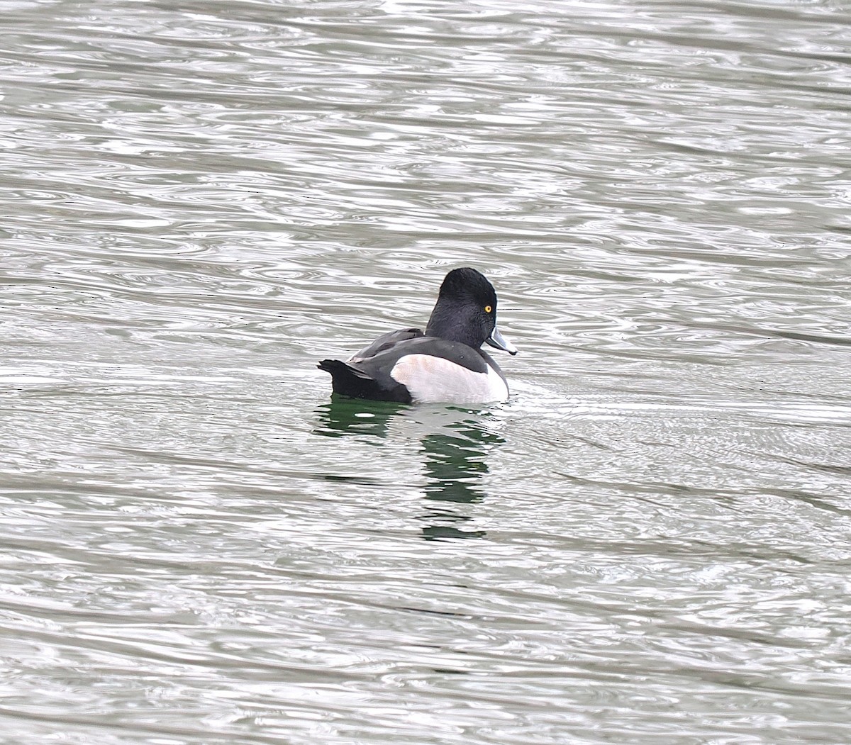 Ring-necked Duck - ML646596499