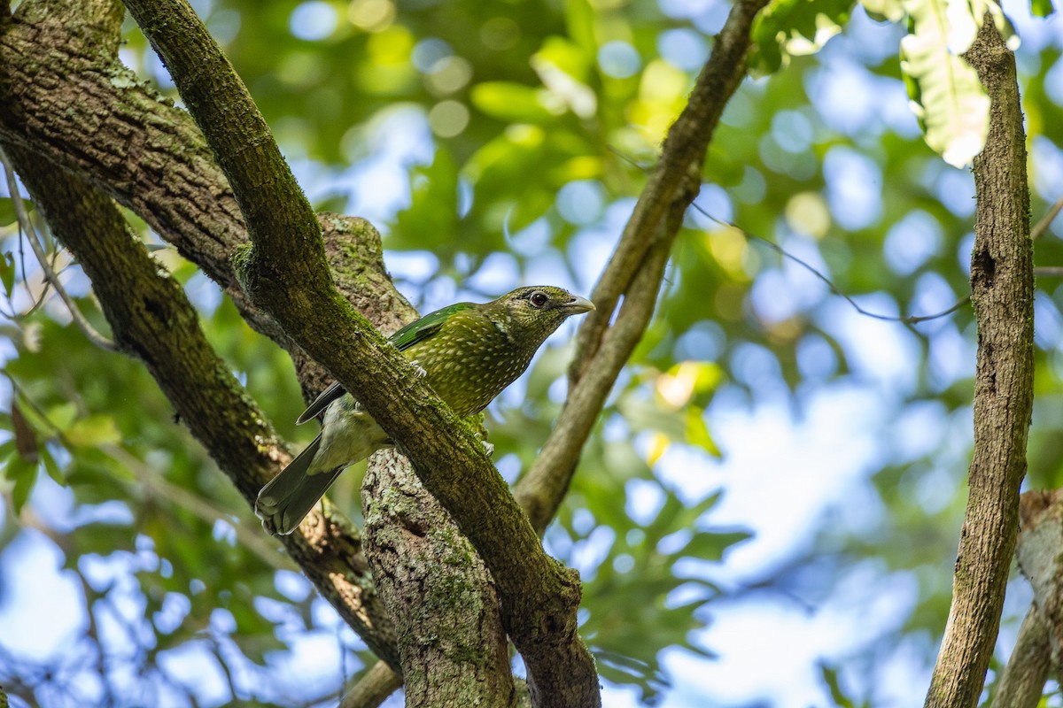 Grünlaubenvogel - ML646596500