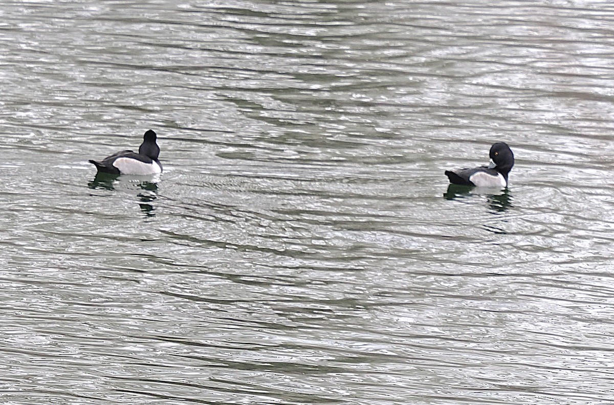 Ring-necked Duck - ML646596503
