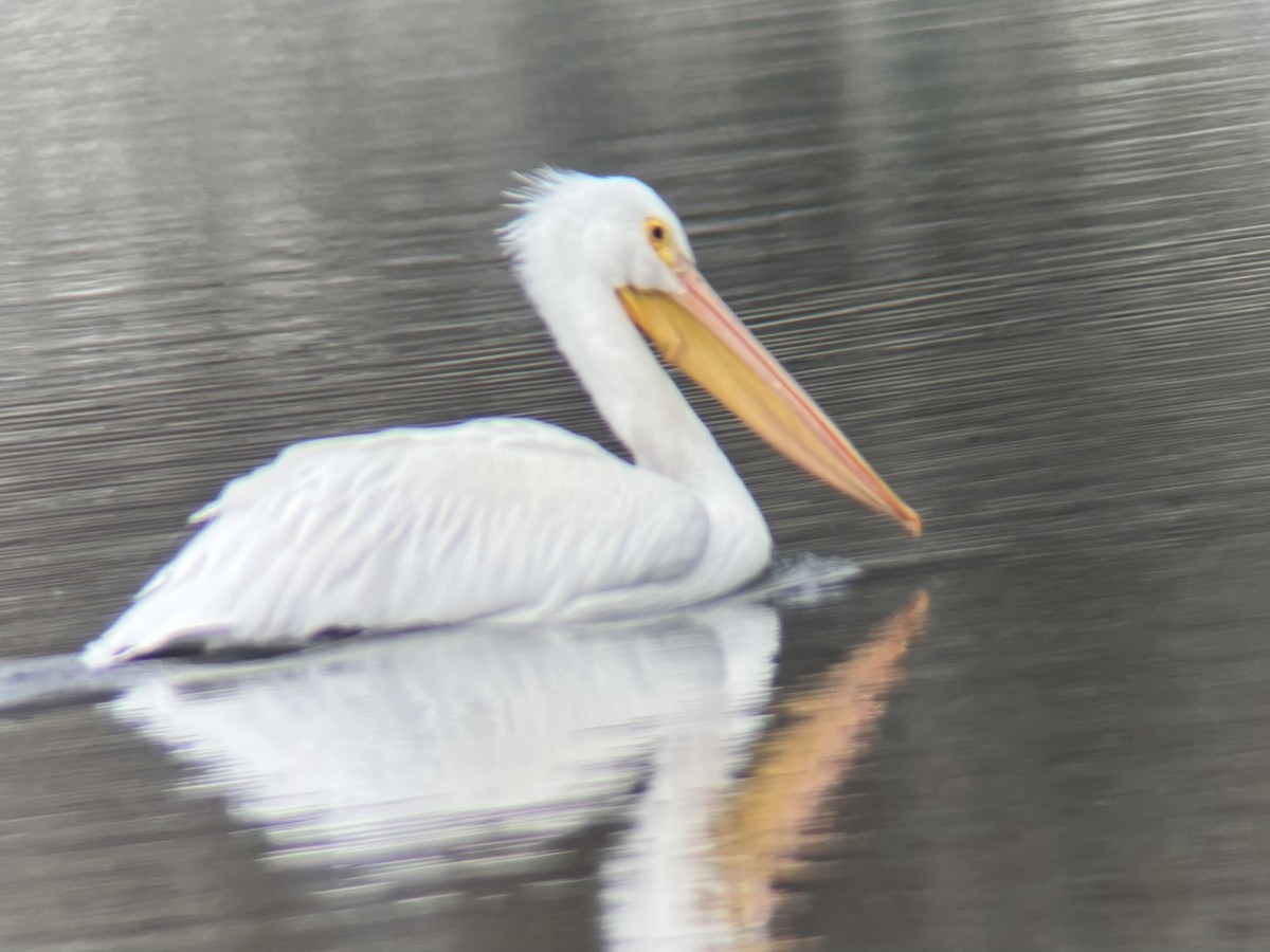 pelikán severoamerický - ML646596504