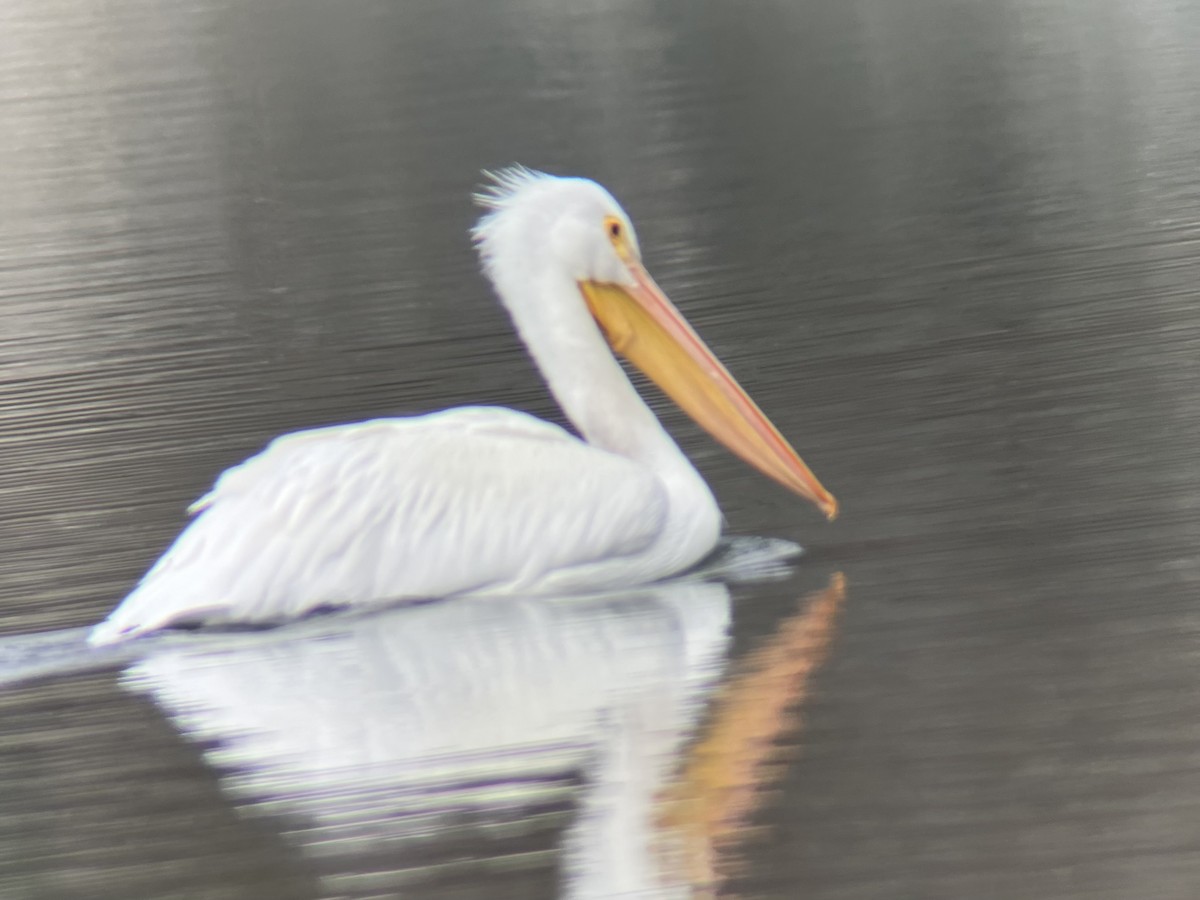 pelikán severoamerický - ML646596505