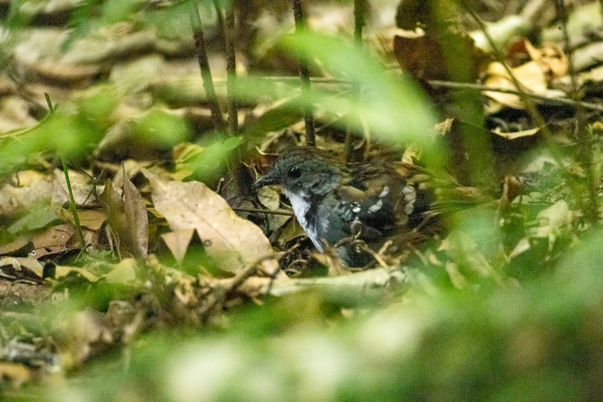 Dschungelflöter - ML646596508