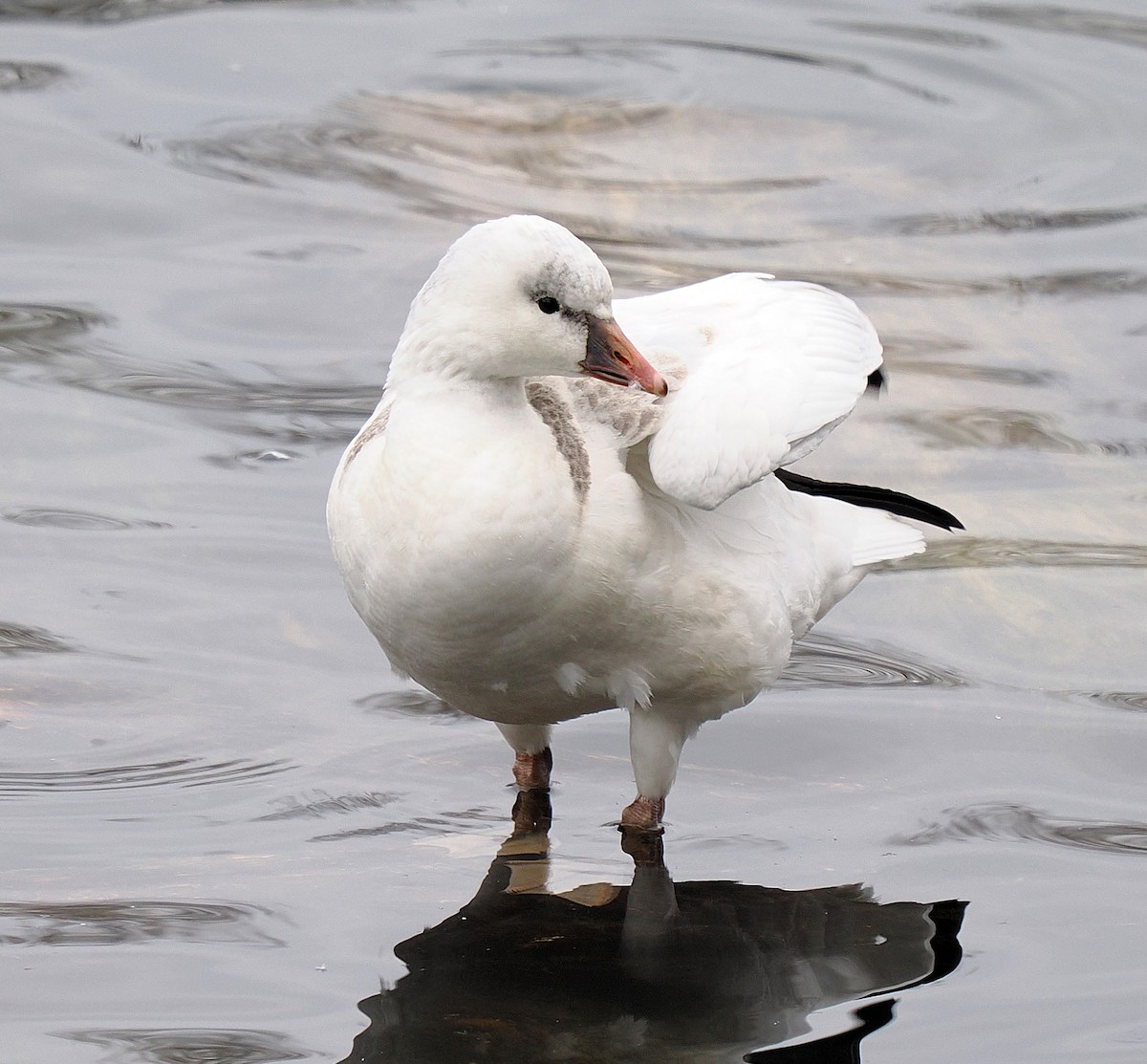Ross's Goose - ML646596509