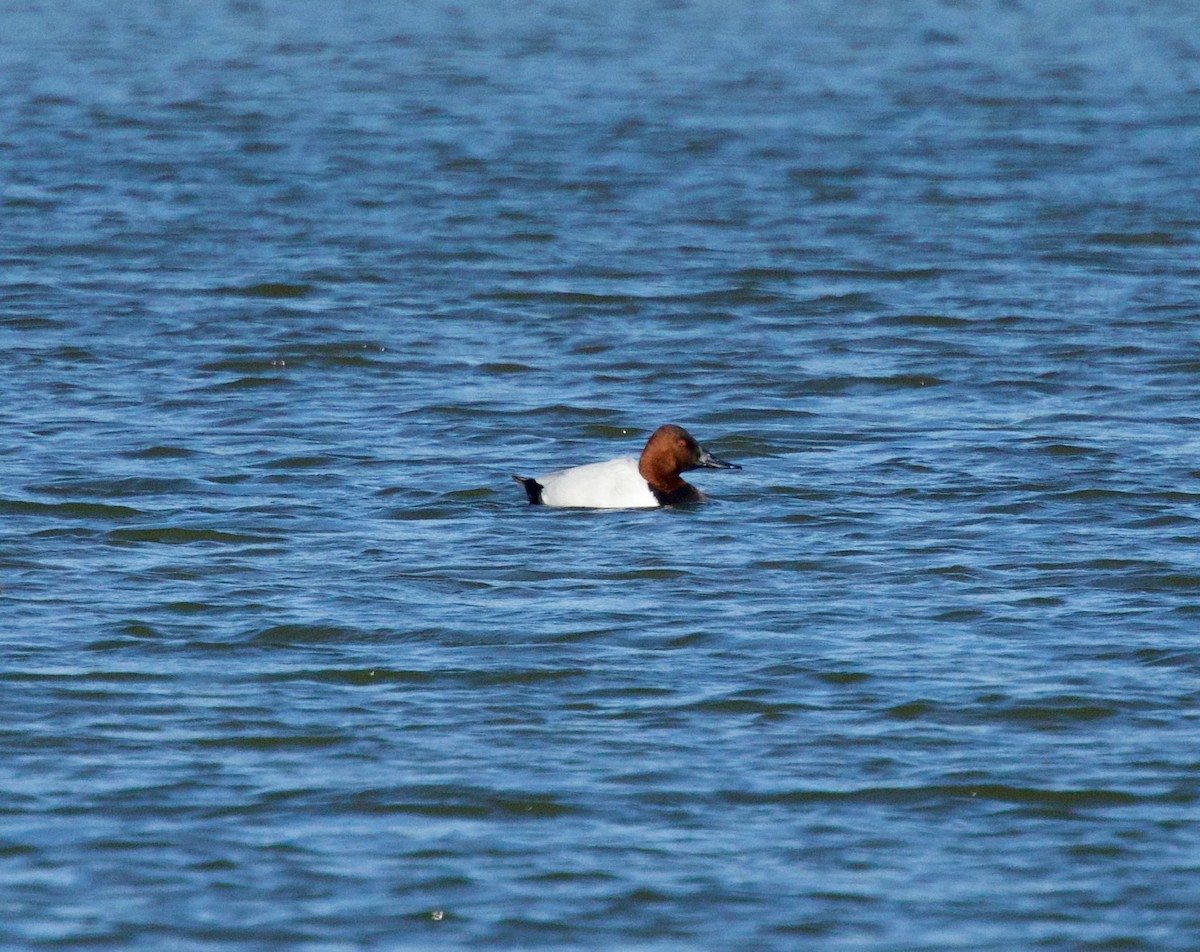 Canvasback - ML646596513