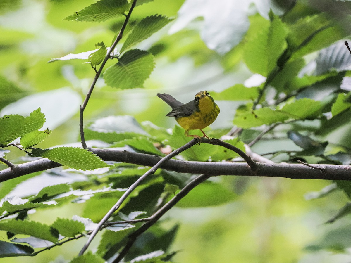 Paruline du Canada - ML646596516