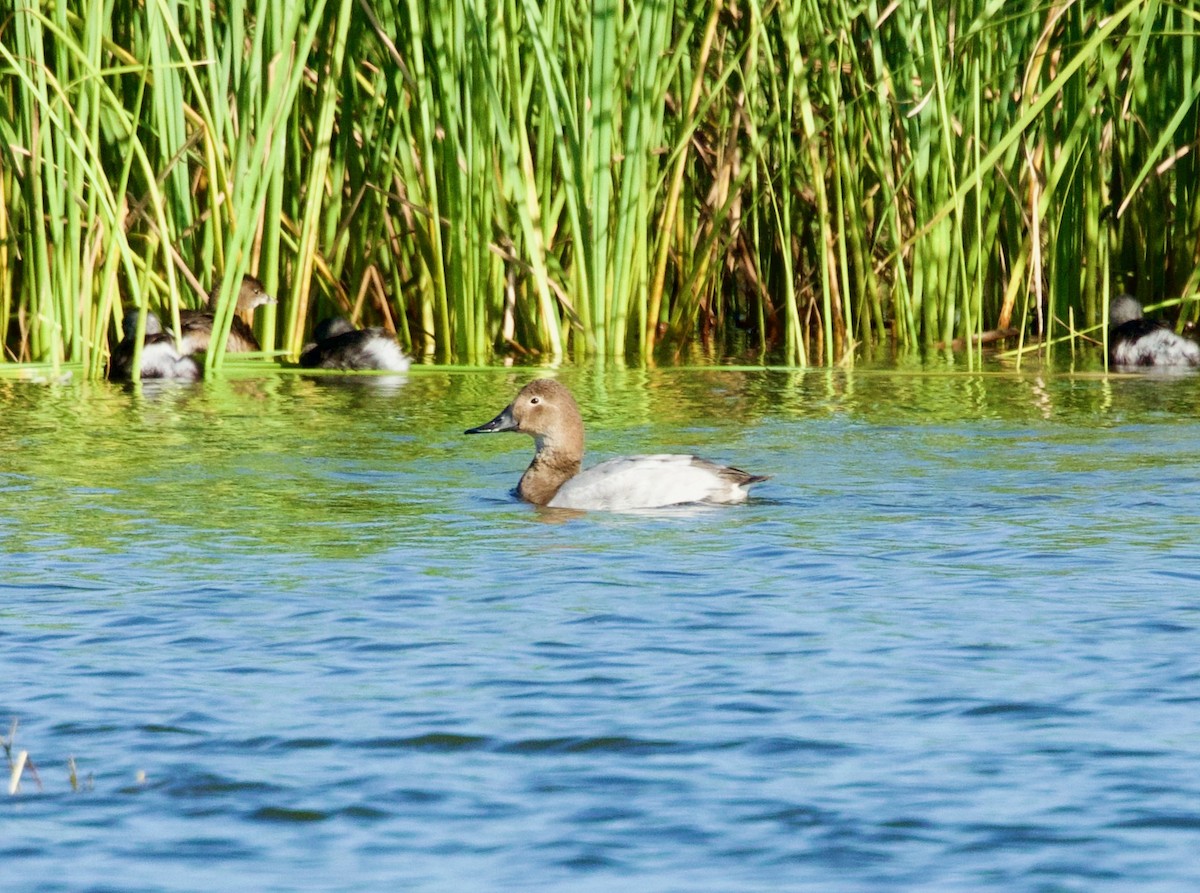 Canvasback - ML646596517