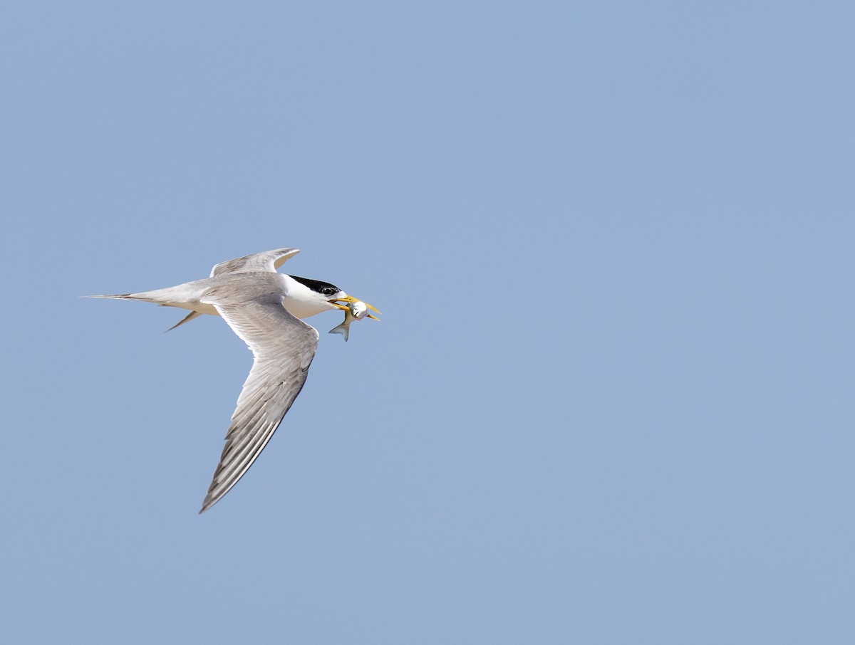 Great Crested Tern - ML646596520