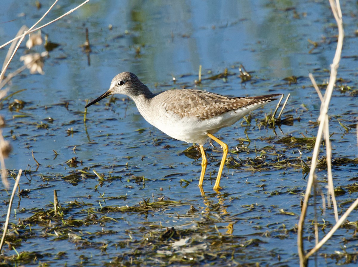 Lesser Yellowlegs - ML646596521