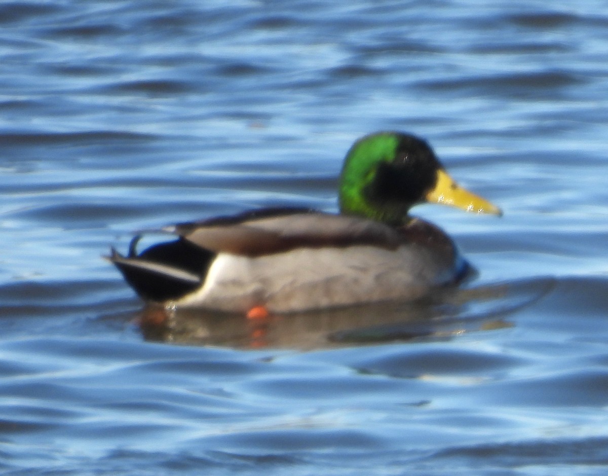 Кряква - ML646596522