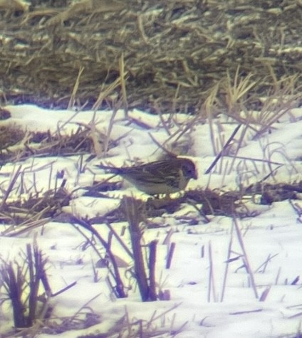 Lapland Longspur - ML646596524