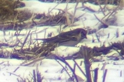 Lapland Longspur - ML646596525