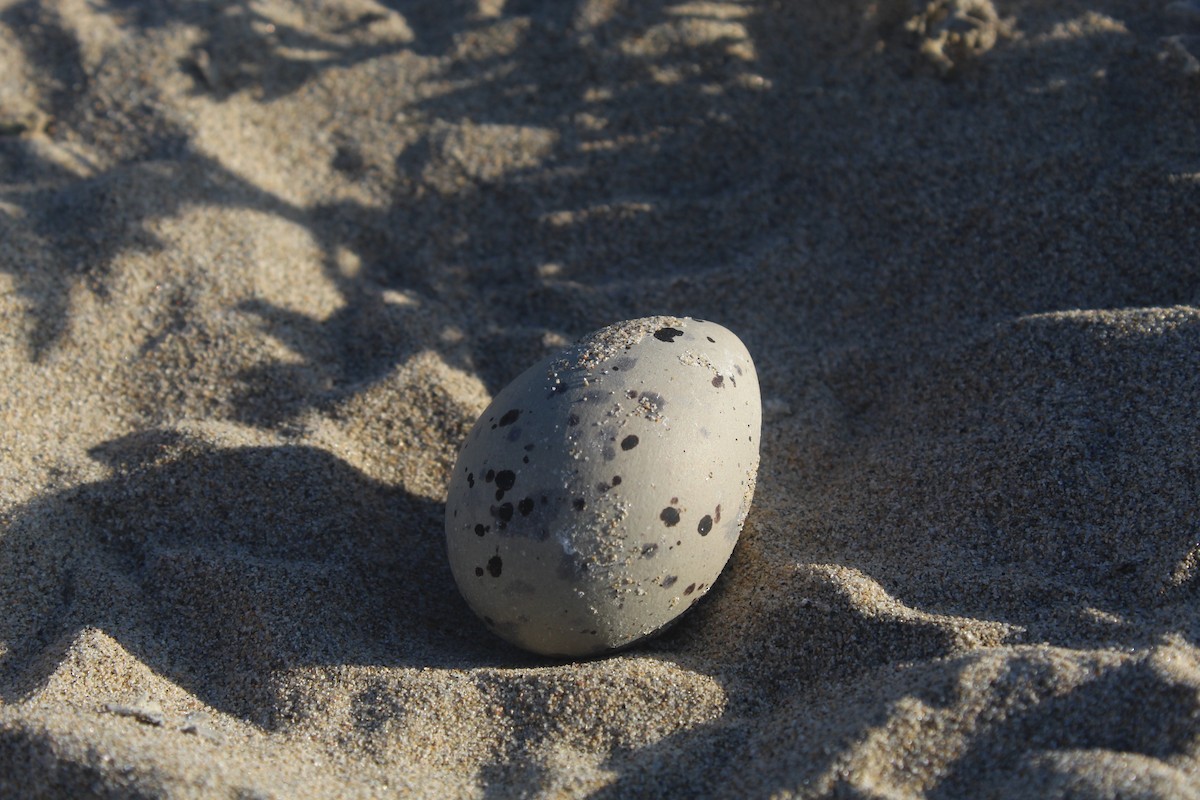 Кулик-сорока американський - ML646596527