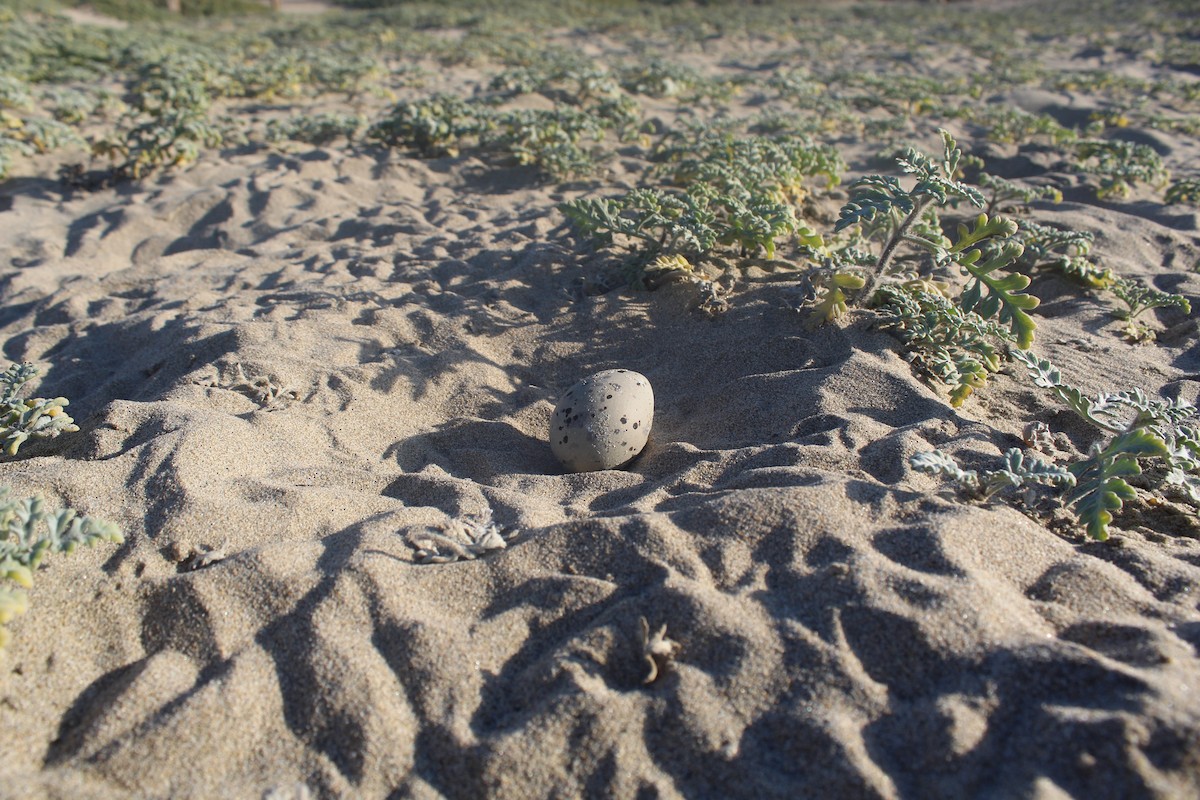 Кулик-сорока американський - ML646596528