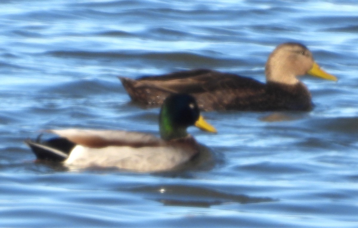 Кряква - ML646596532