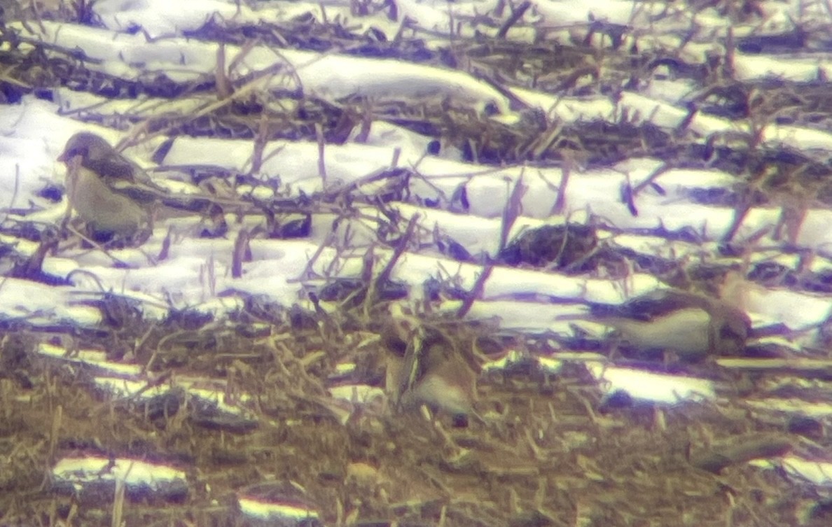 Snow Bunting - ML646596533