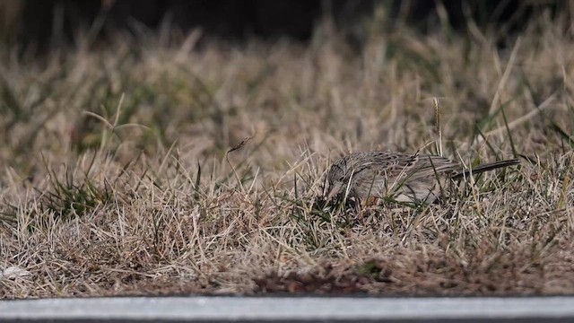 Cassin's Sparrow - ML646596537