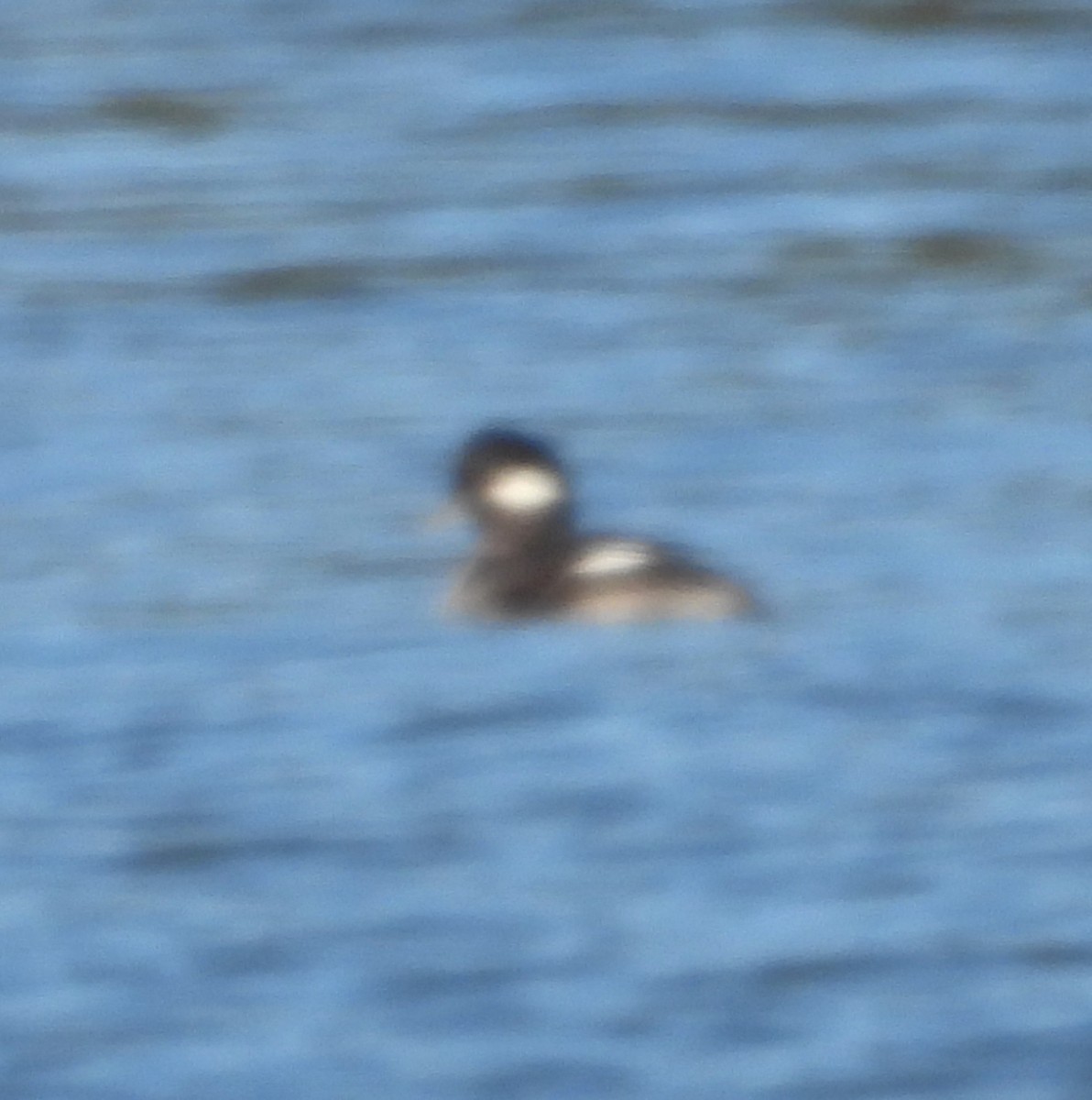 Гоголь-головастик - ML646596540