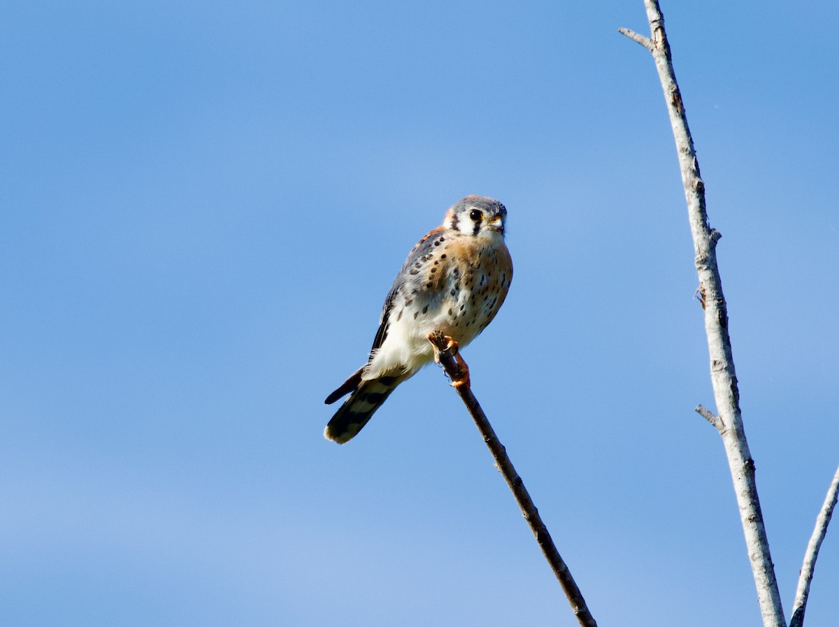 American Kestrel - ML646596541