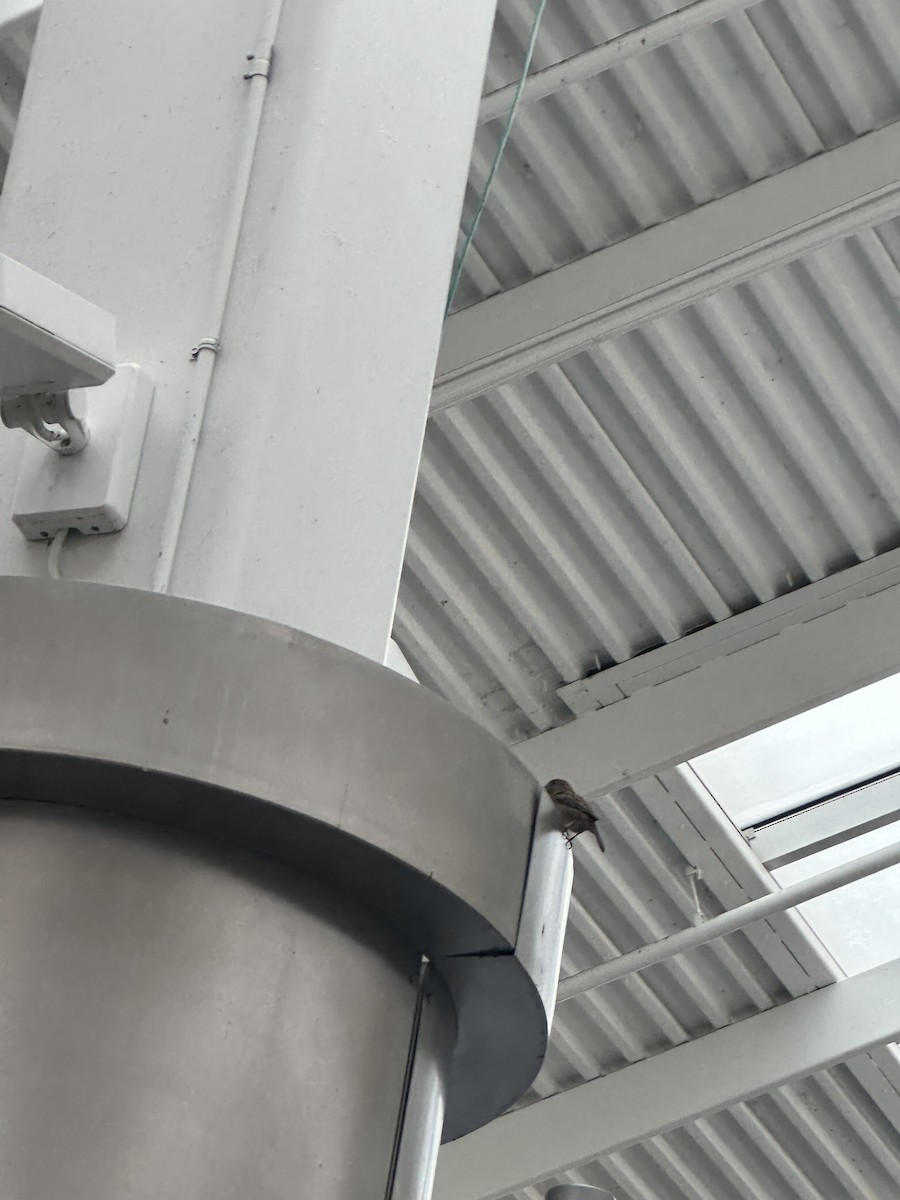 vrabec domácí - ML646596544