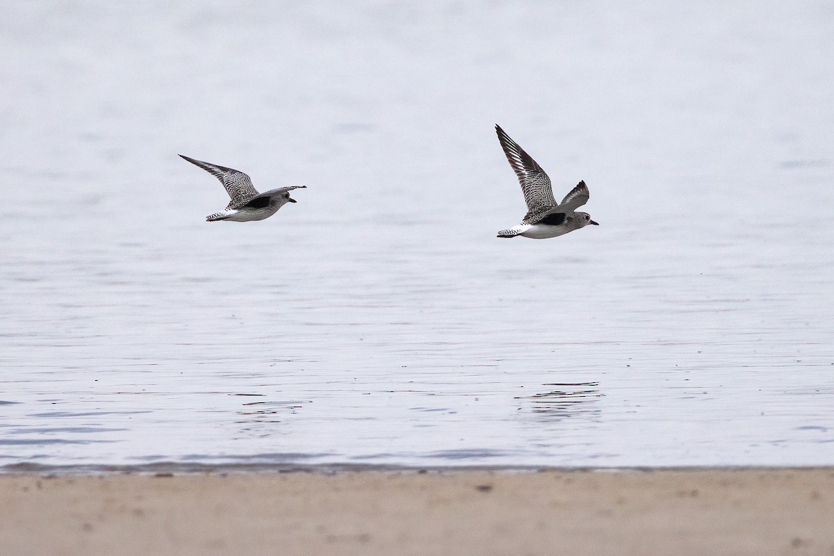 חופזי מנומר - ML646596545