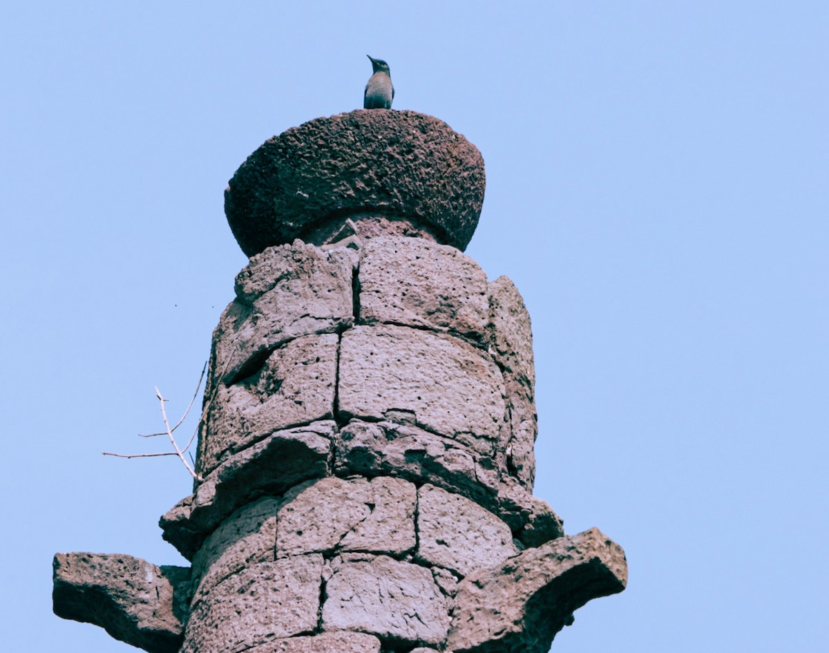 Blue Rock-Thrush - ML646596546