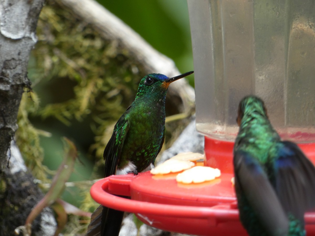 Sapphire-vented Puffleg - ML646596549