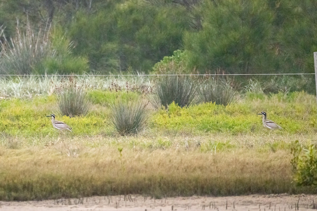 Rifftriel - ML646596550