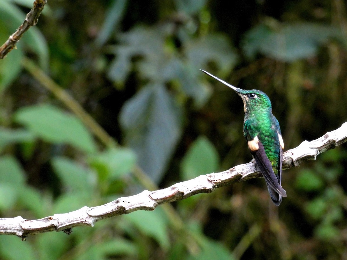 Buff-winged Starfrontlet - ML646596551